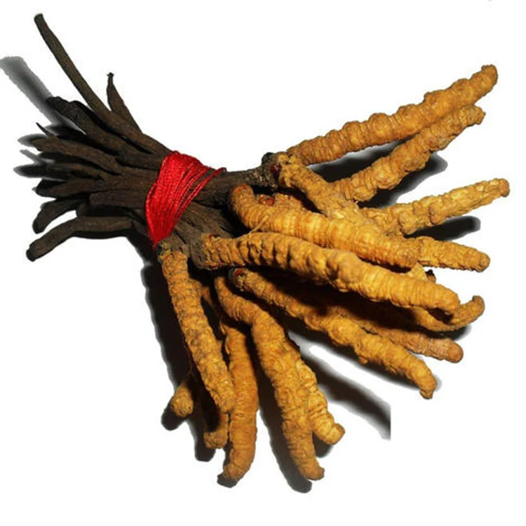 Immune-supporting Detoxifying Nutrient-dense Cordyceps Sinensis Mycelia Powder