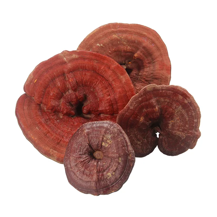 Reishi Mushroom Powder