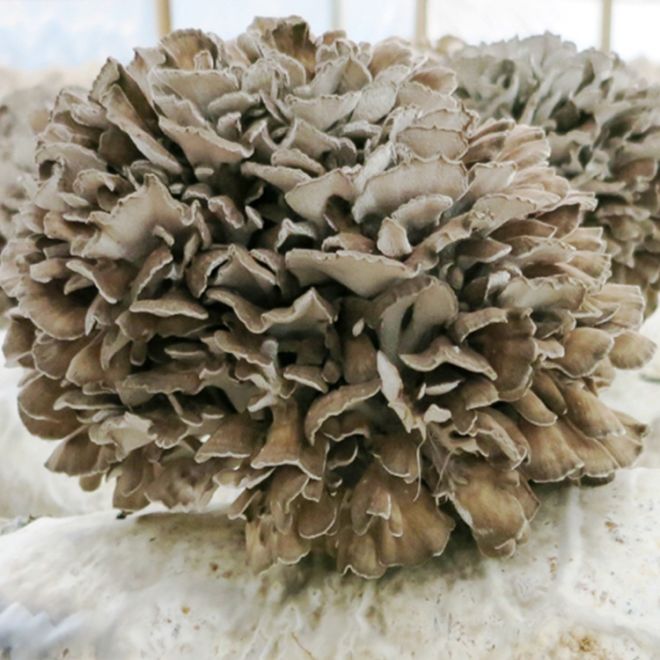 Can turkey tail mushrooms help boost the immune system?