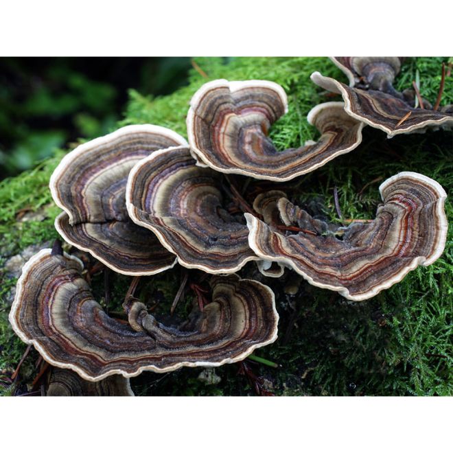 What are turkey tail mushrooms good for?